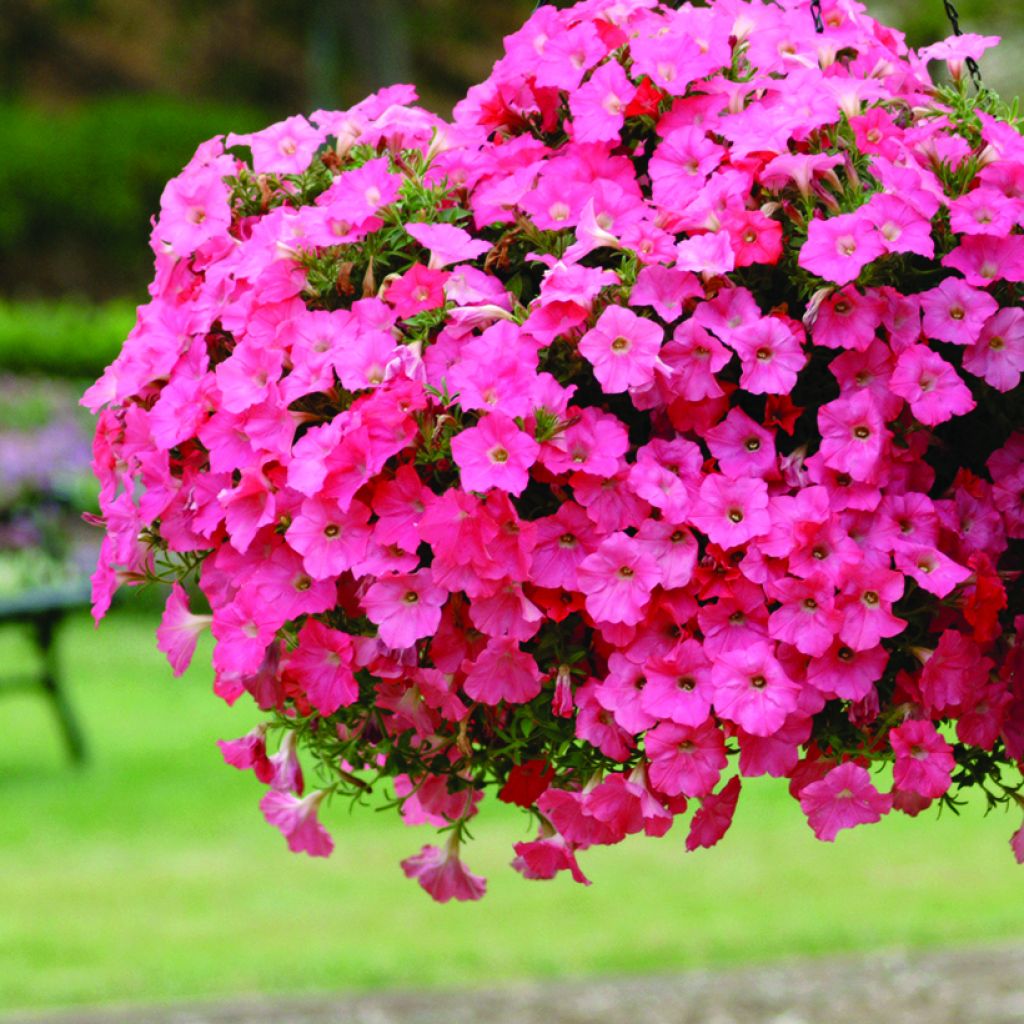 Graines de Pétunia Pétunia Easy Wave F1 Coral Reef 