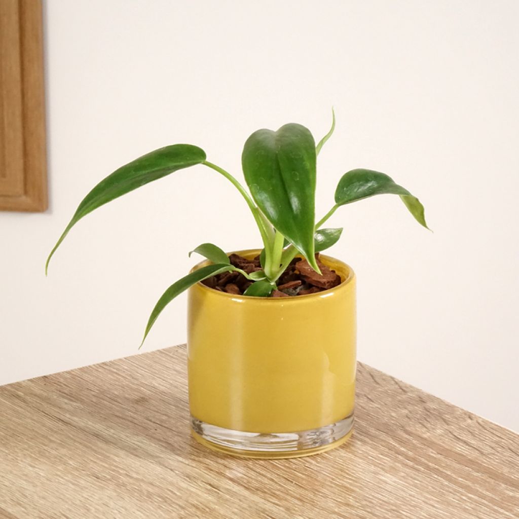 Philodendron 69686