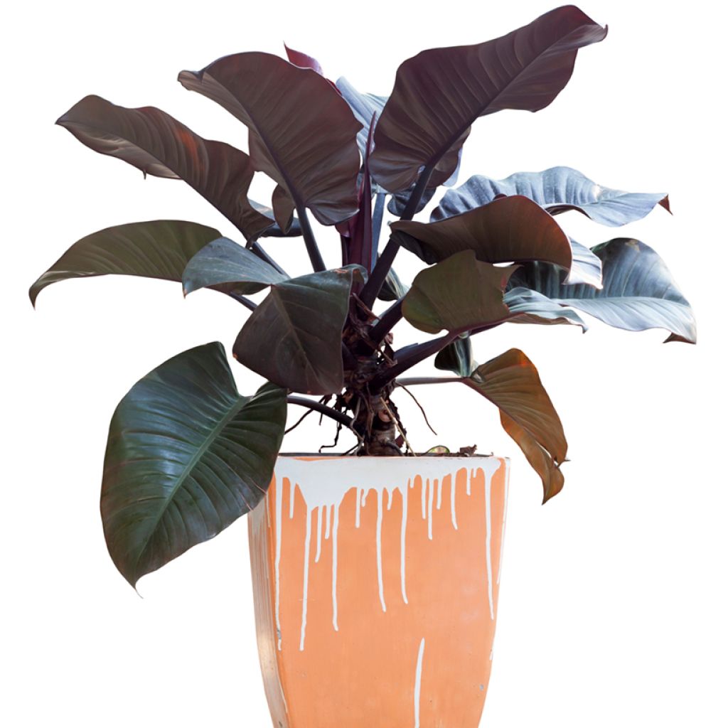 Philodendron Black Cardinal