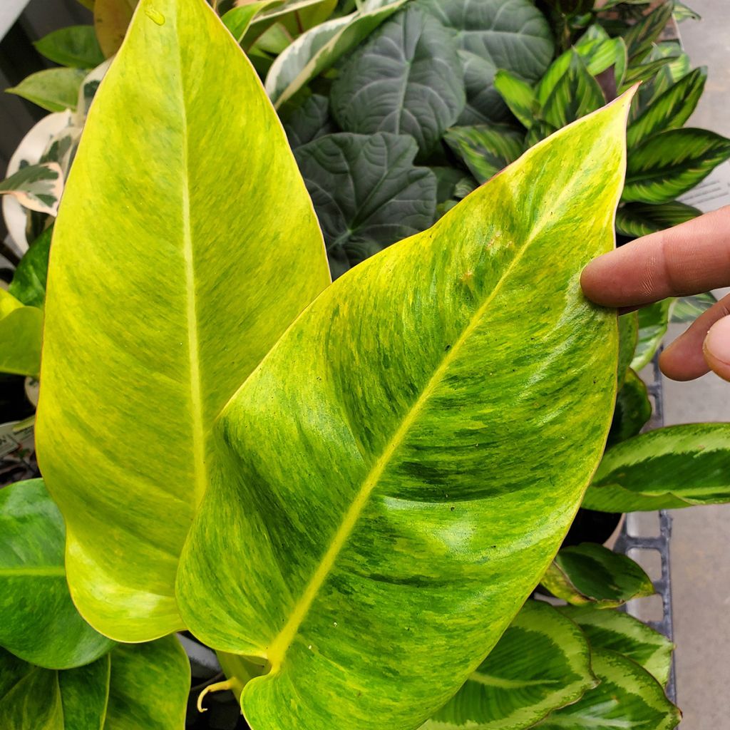 Philodendron Calkins Gold