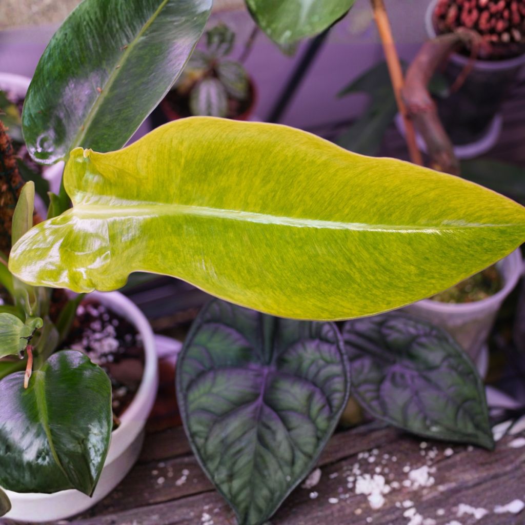 Philodendron Calkins Gold