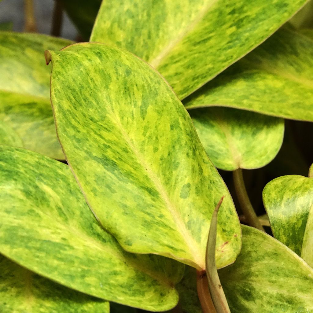 Philodendron Calkins Gold