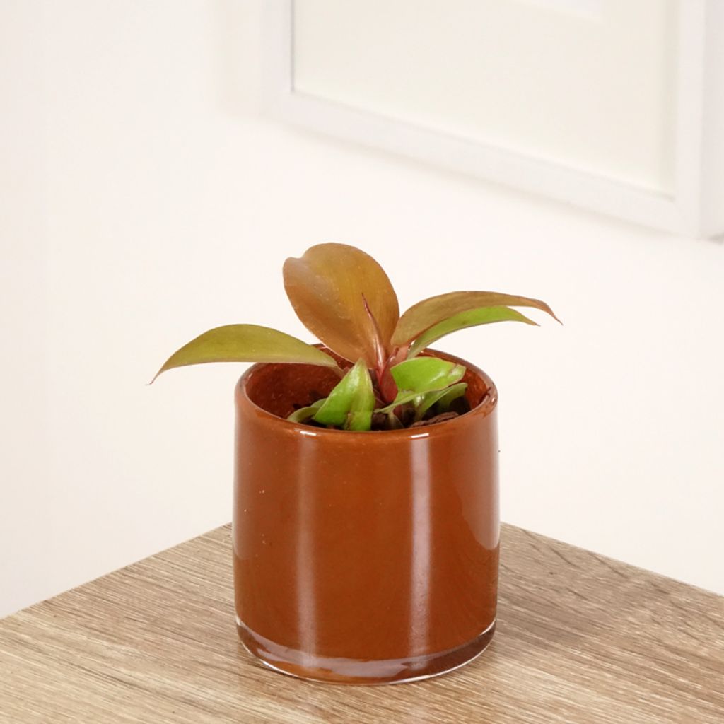 Philodendron Cherry Red