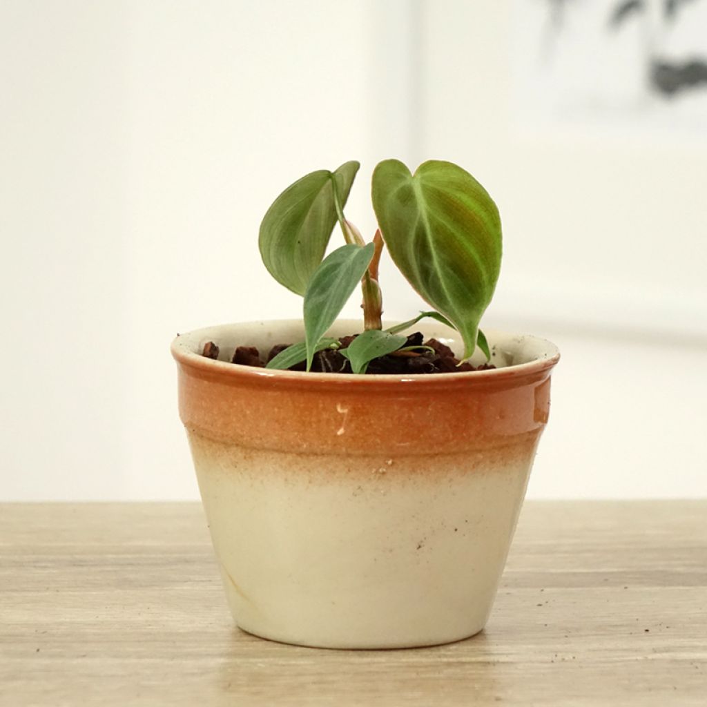 Philodendron El Choco Red