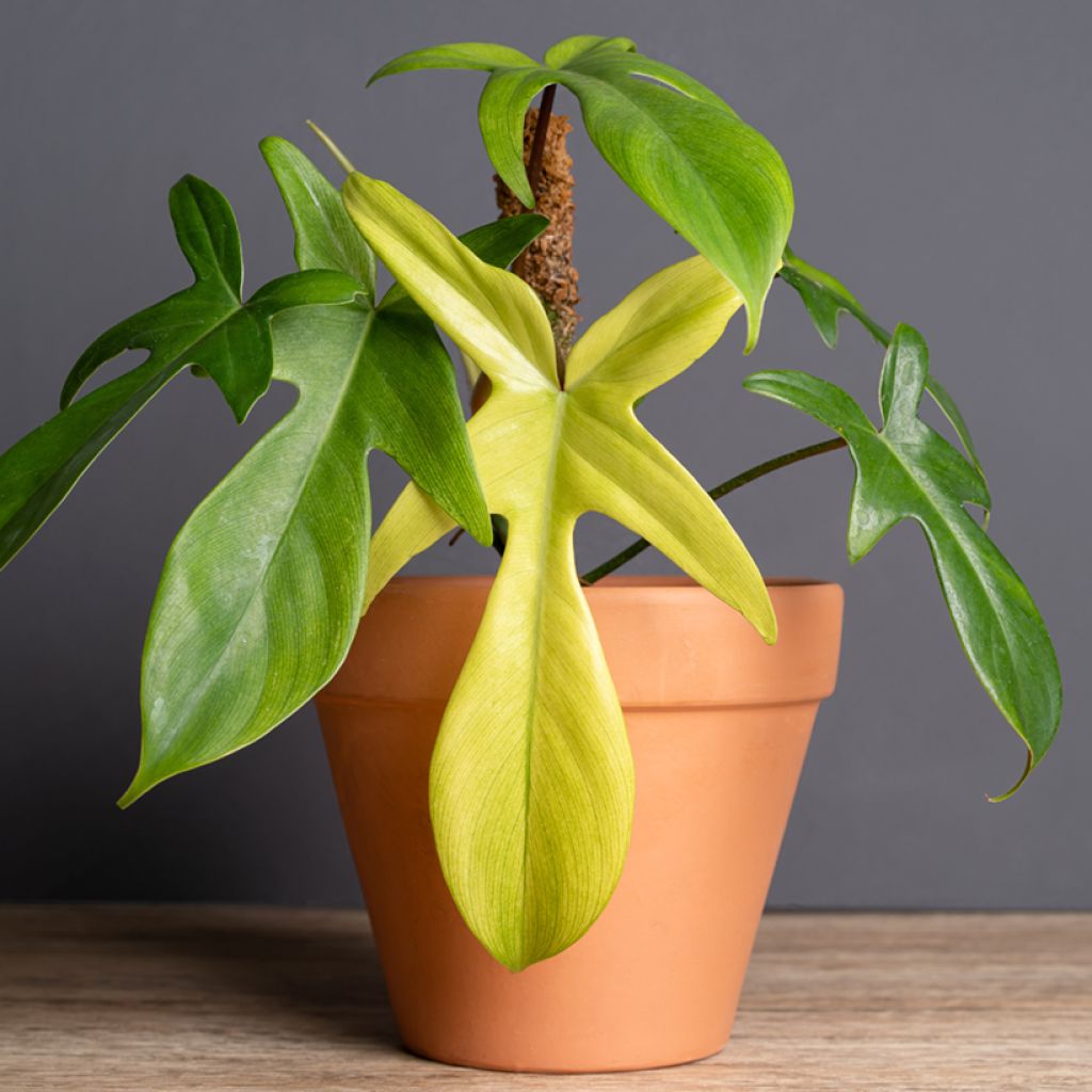 Philodendron Florida Ghost
