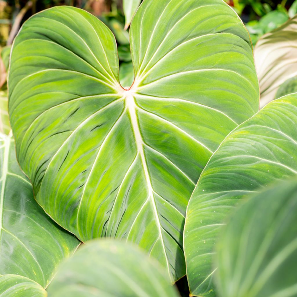 Philodendron gloriosum
