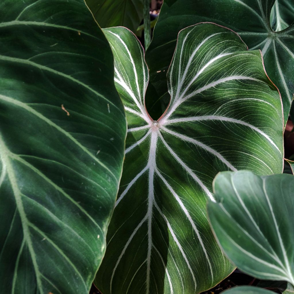 Philodendron gloriosum