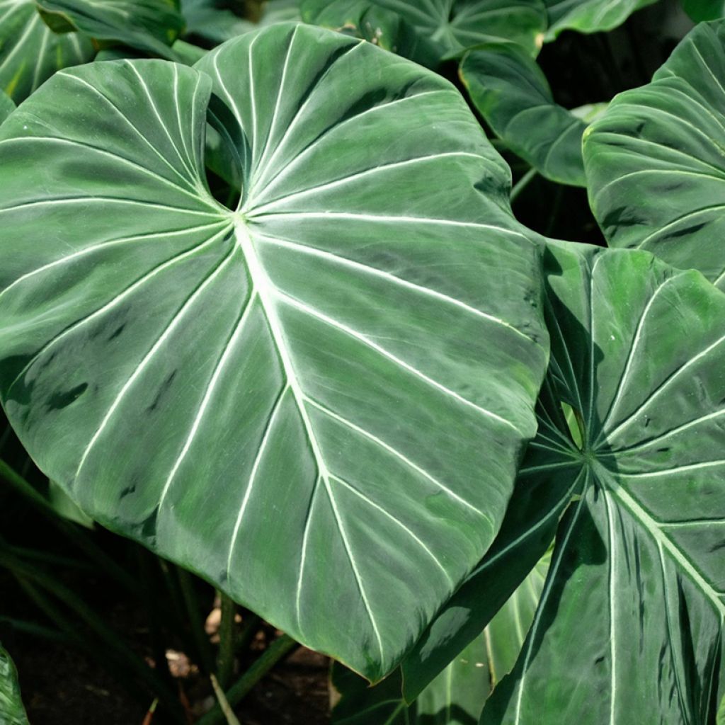Philodendron gloriosum