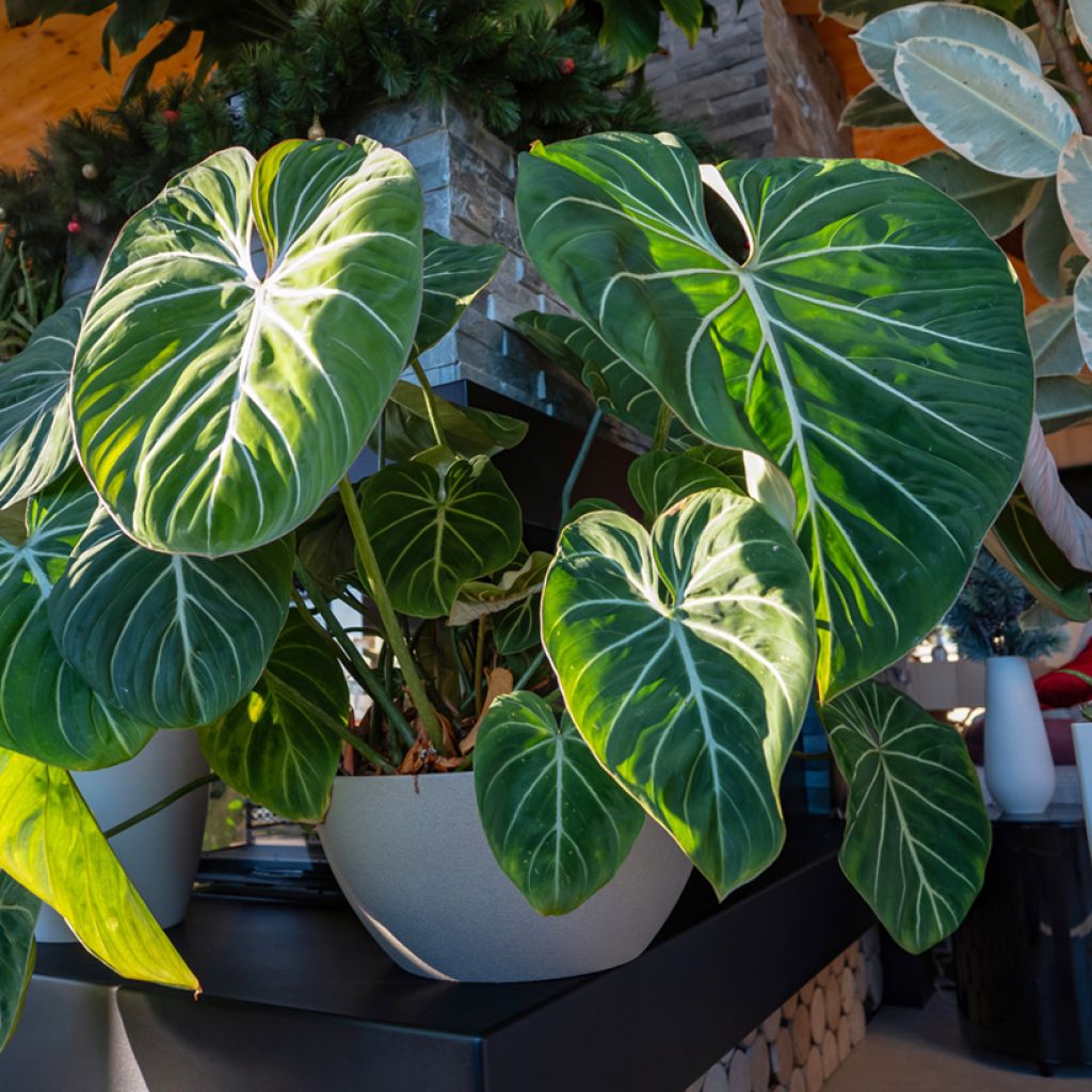 Philodendron gloriosum