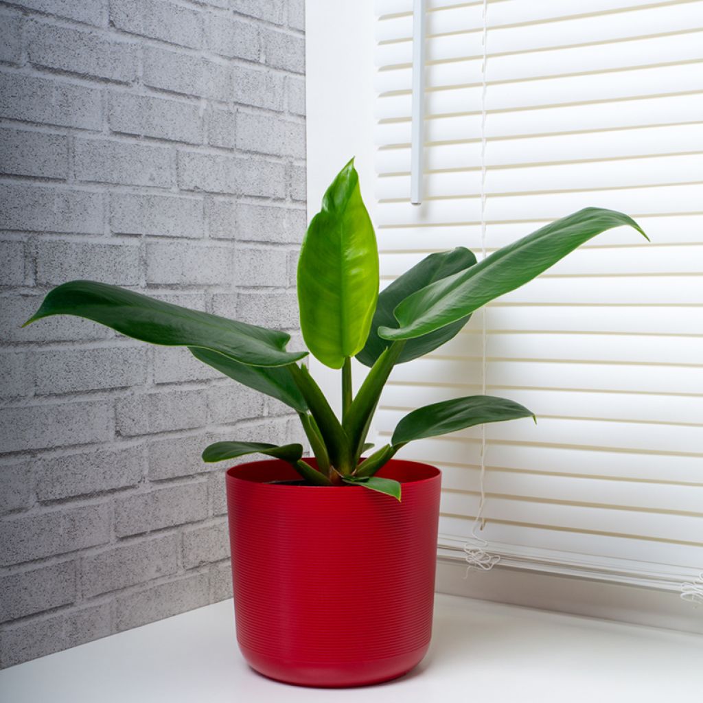 Philodendron Imperial Green
