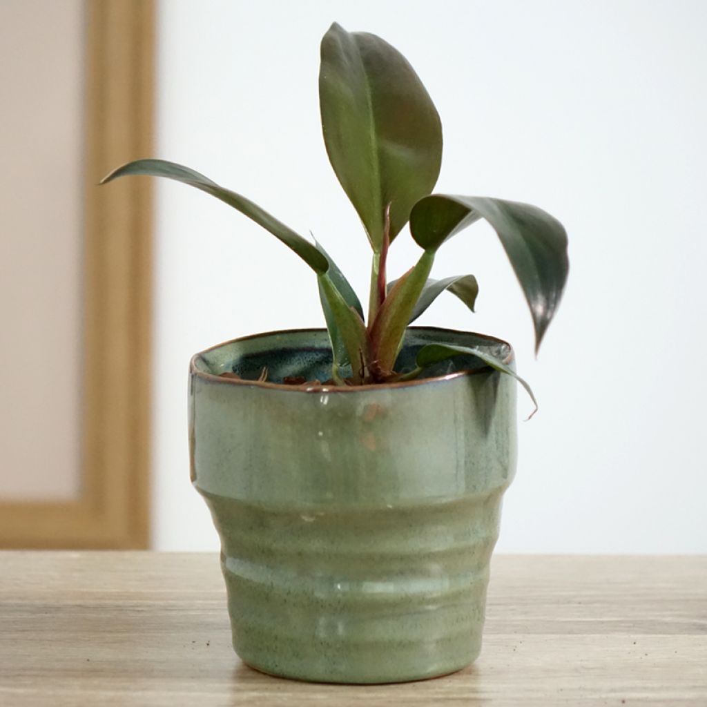 Philodendron Imperial Red