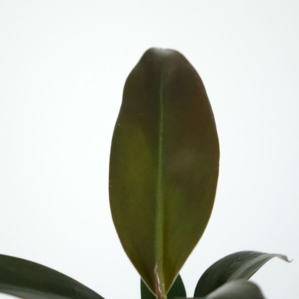 Philodendron Imperial Red