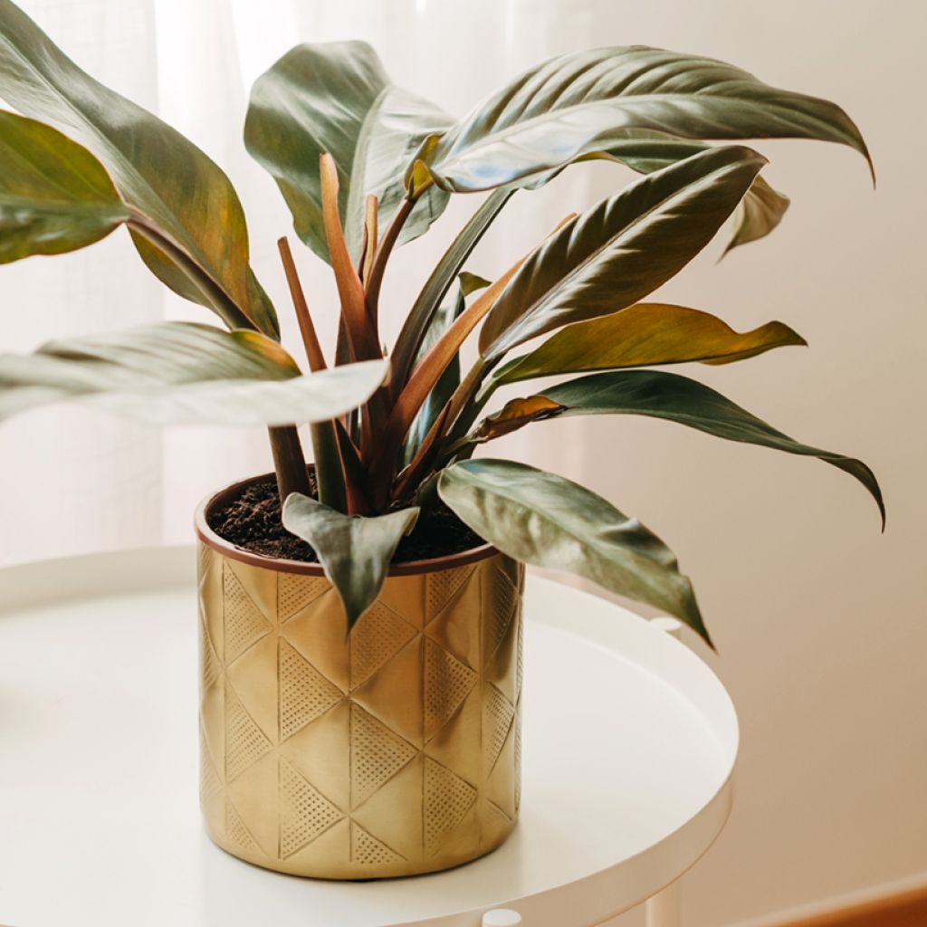 Philodendron Imperial Red