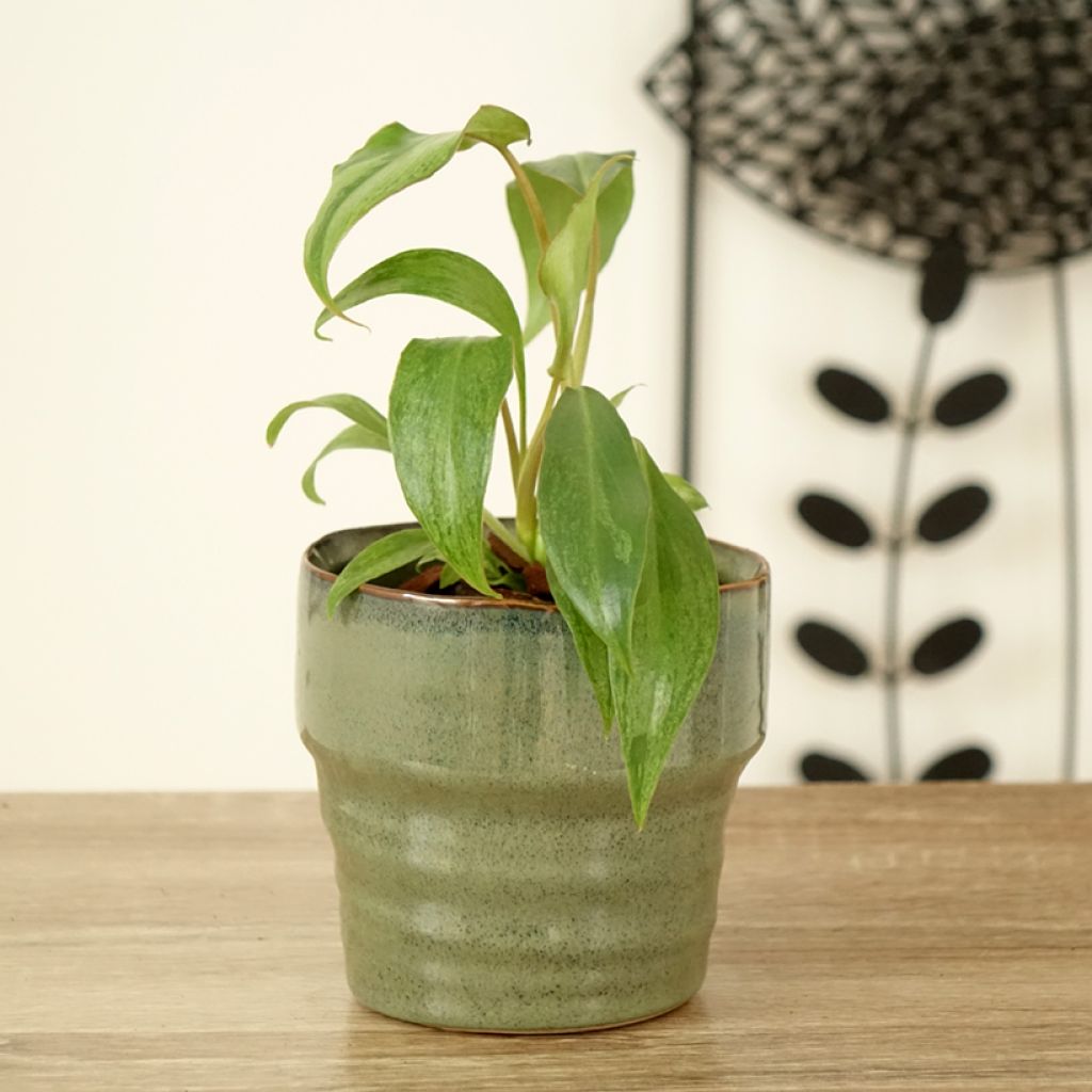 Philodendron Paraiso Verde
