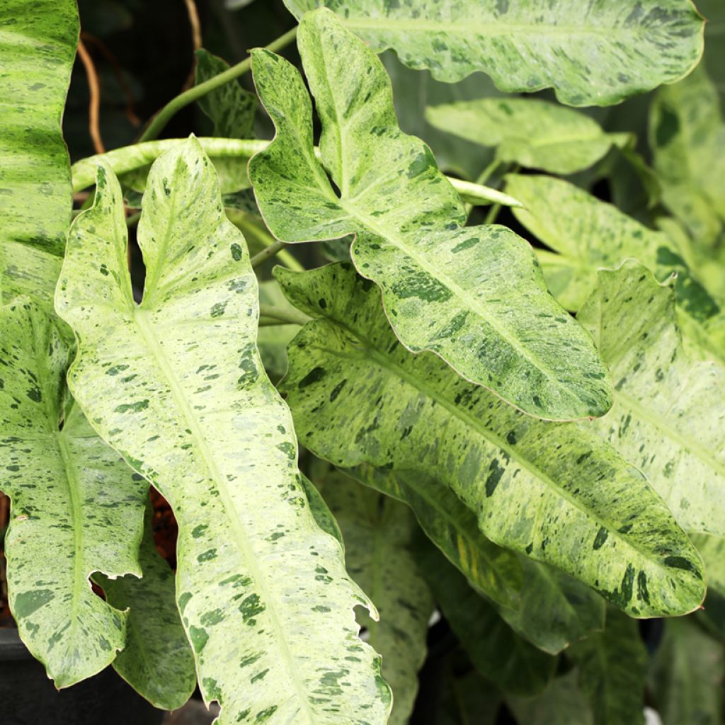 Philodendron Paraiso Verde