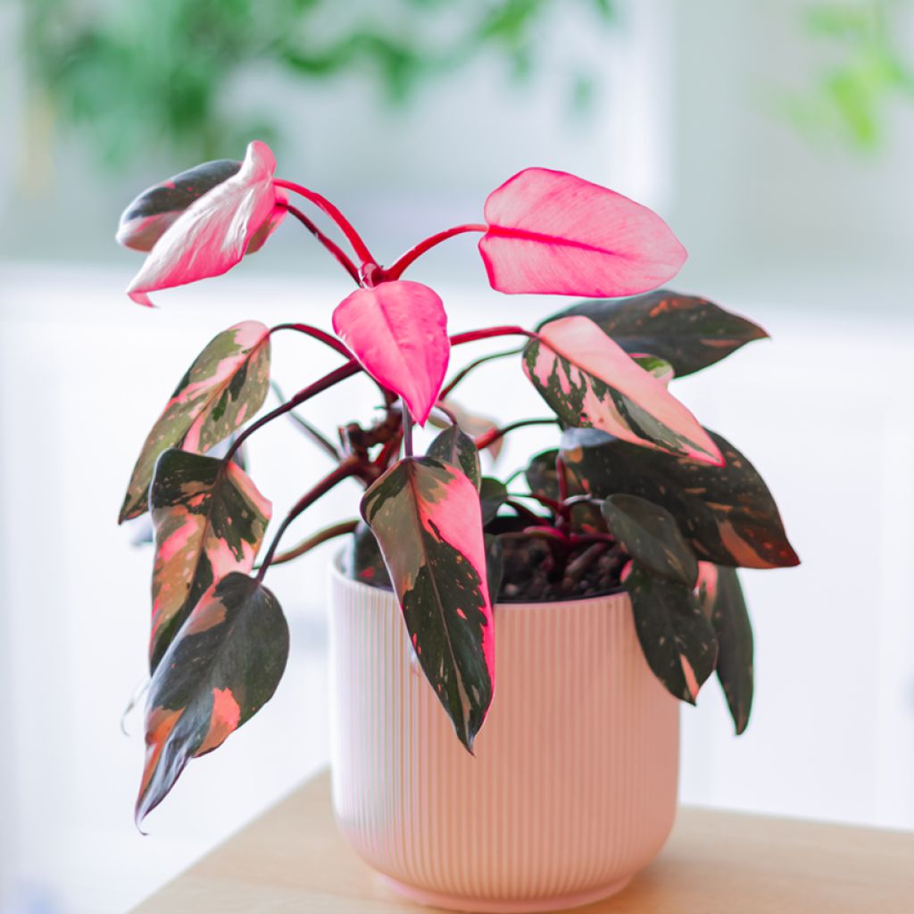 Philodendron Pink Princess