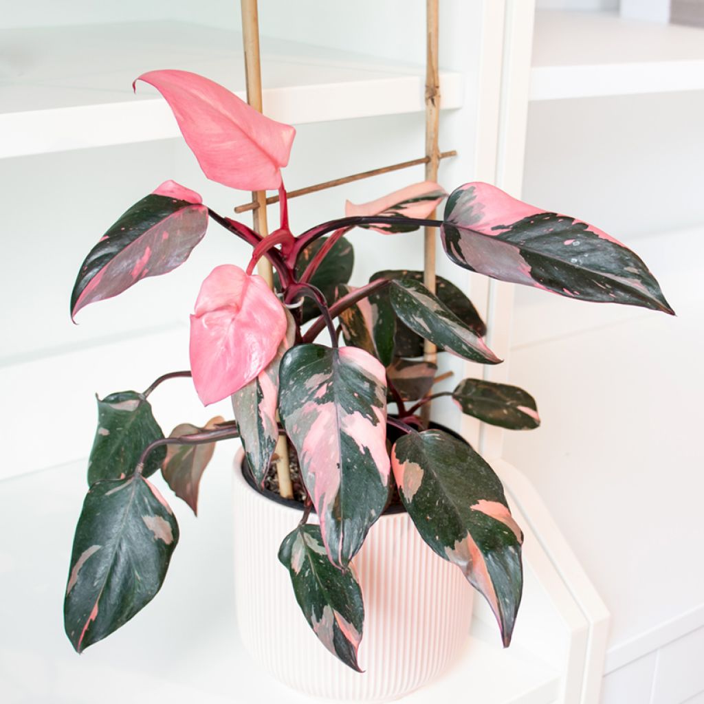 Philodendron Pink Princess