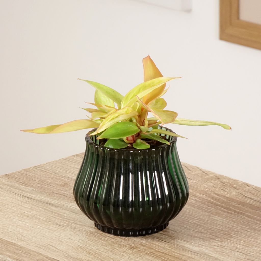 Philodendron Prince of Orange