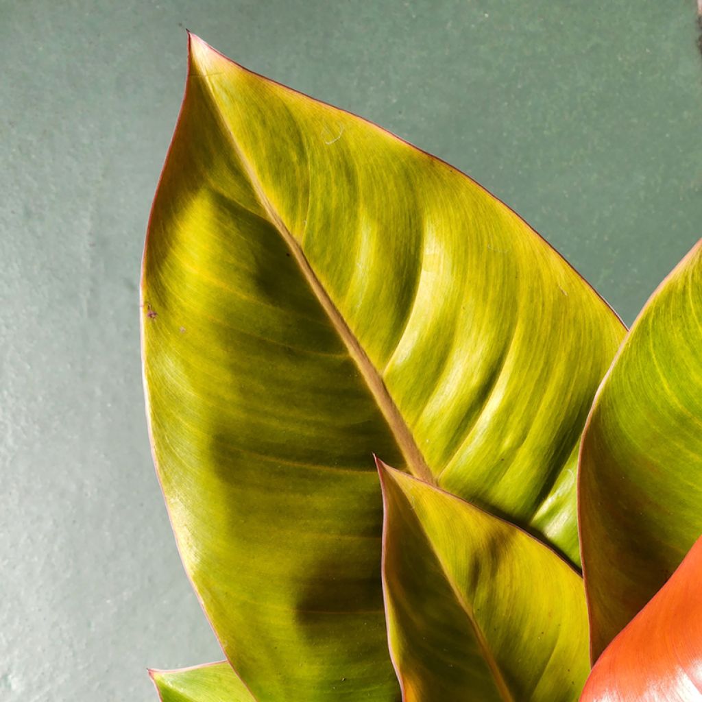 Philodendron Prince of Orange