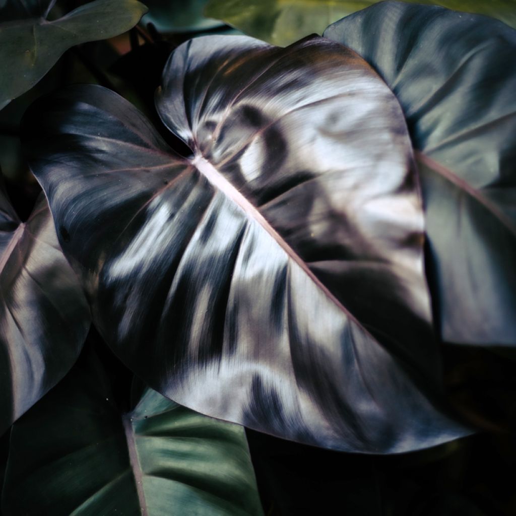 Philodendron Royal Queen