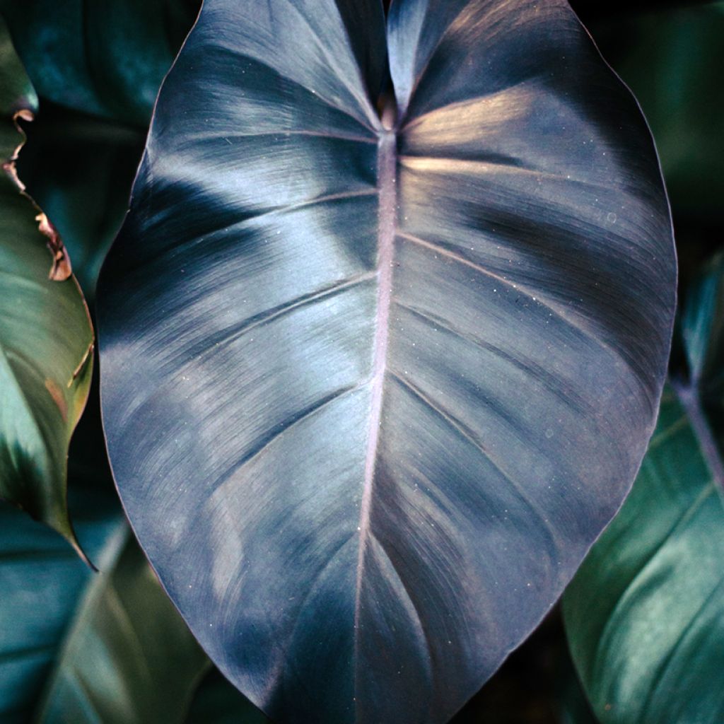 Philodendron Royal Queen