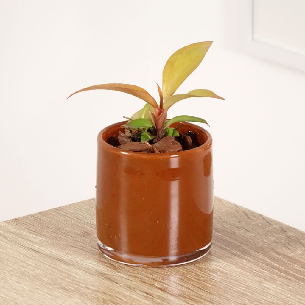 Philodendron Sunlight