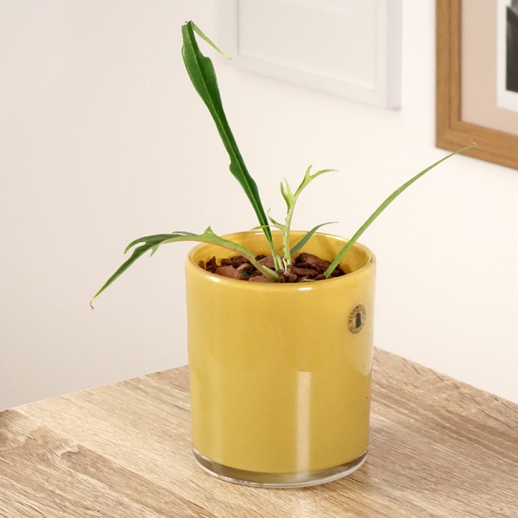 Philodendron tortum