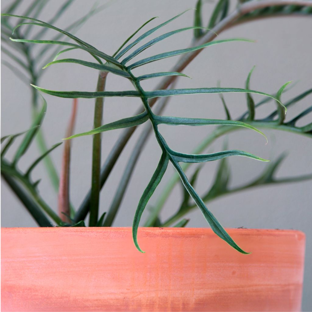 Philodendron tortum