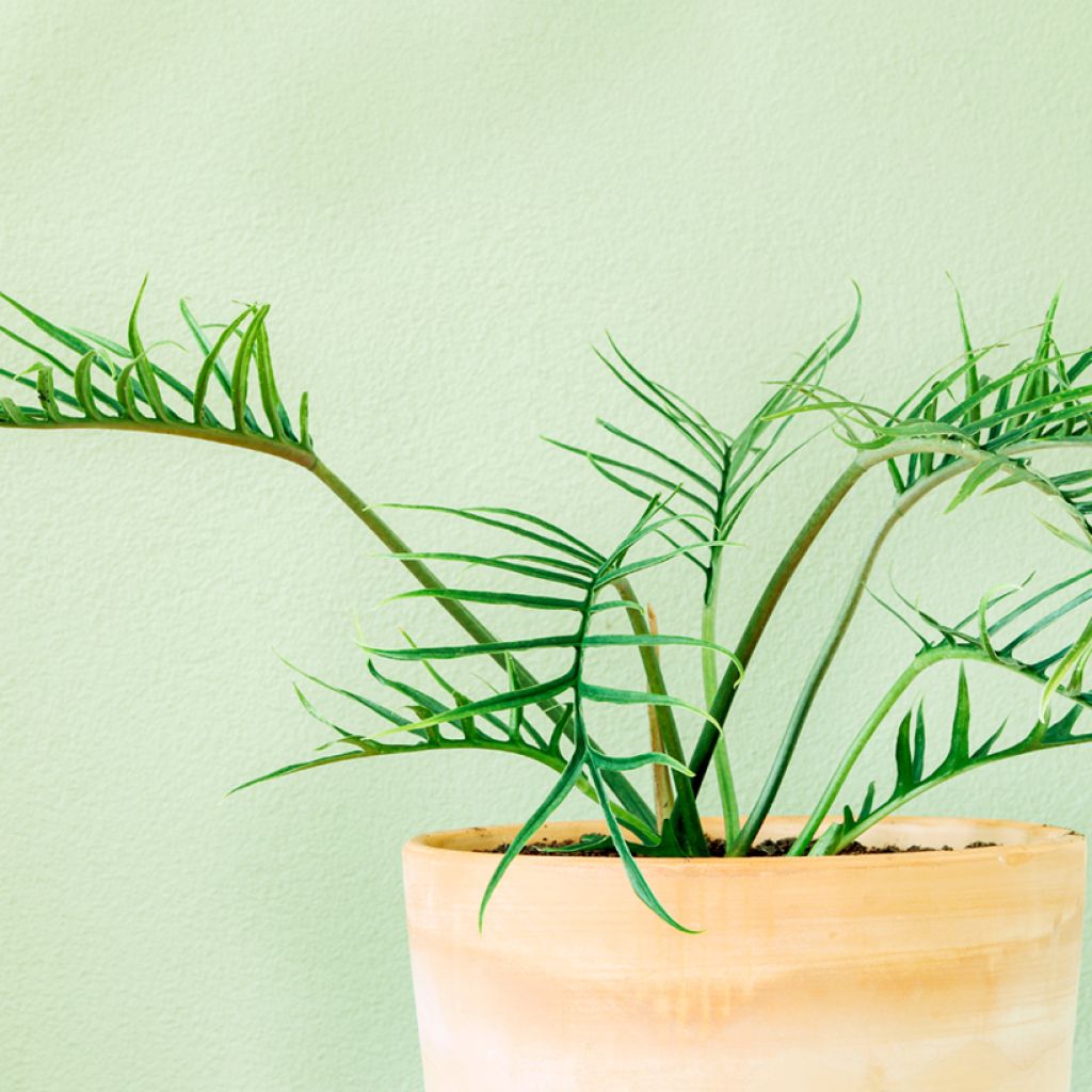 Philodendron tortum