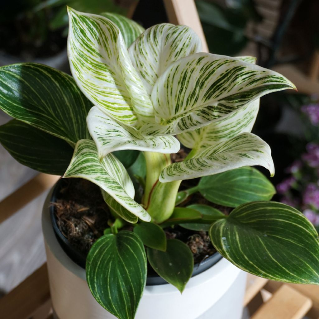 Philodendron White Measure