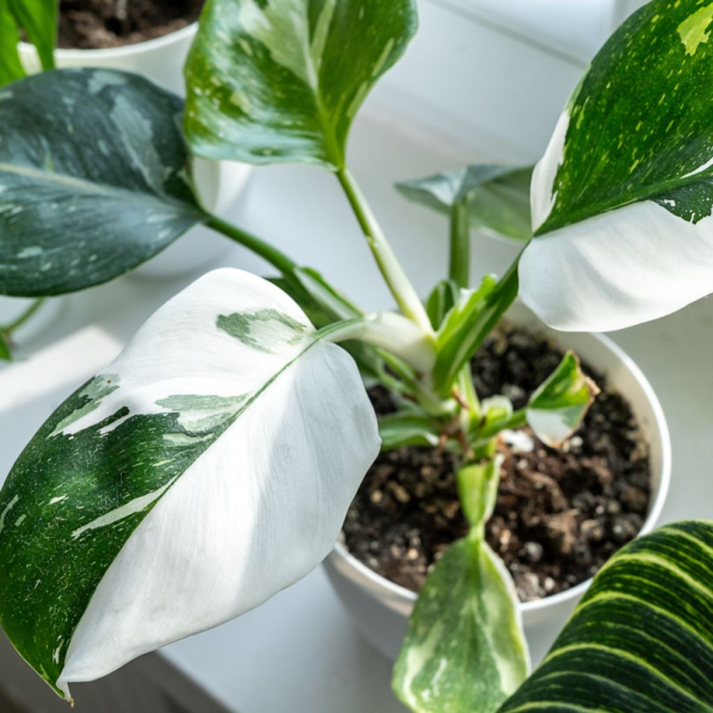Philodendron White Princess