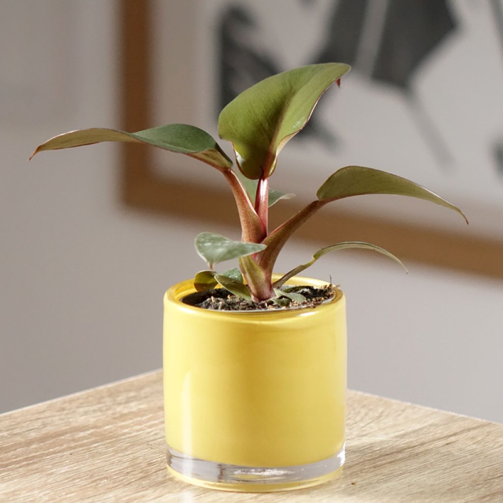 Philodendron Black Cardinal