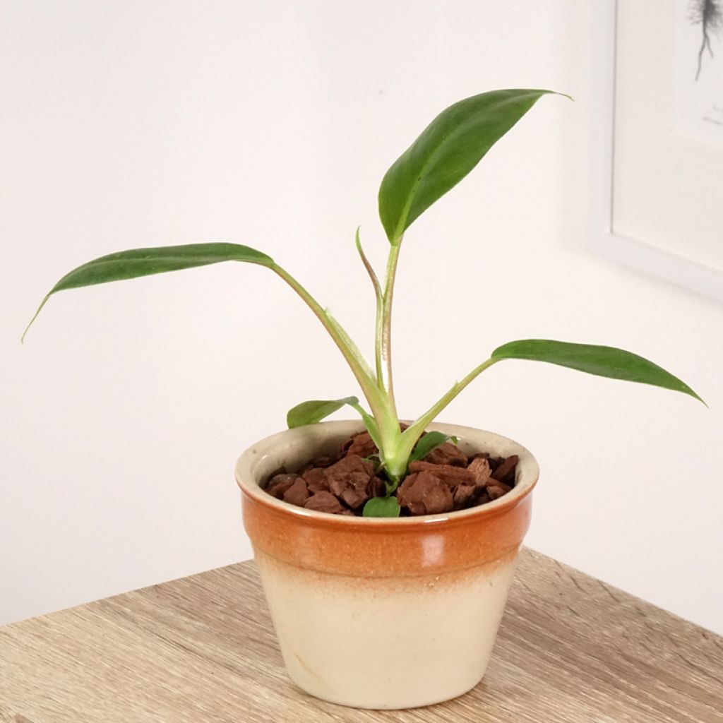 Philodendron holtonianum Trilobe