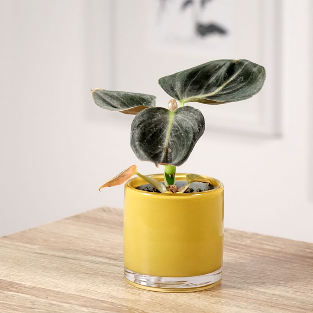 Philodendron melanochrysum