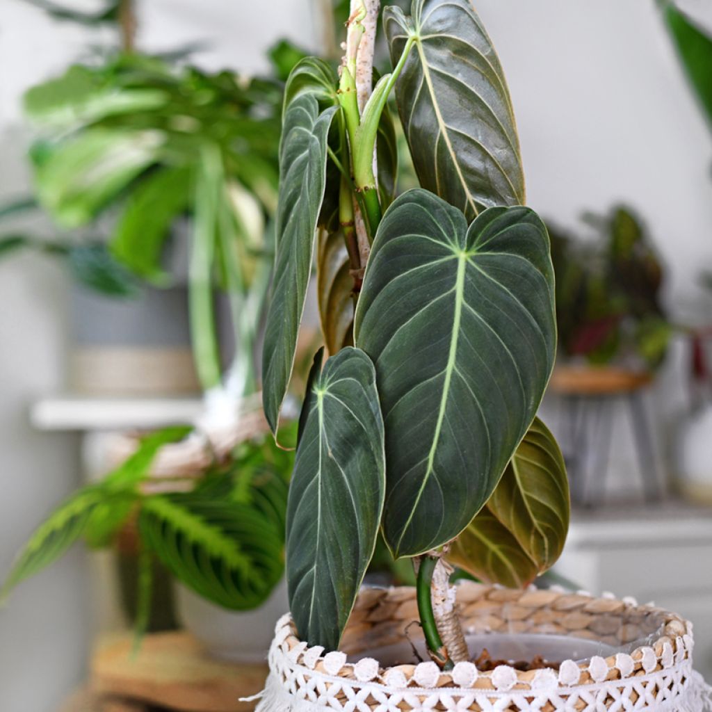 Philodendron melanochrysum