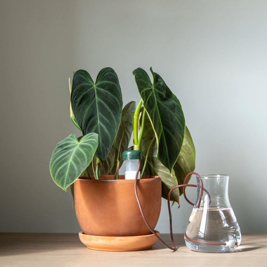 Philodendron melanochrysum