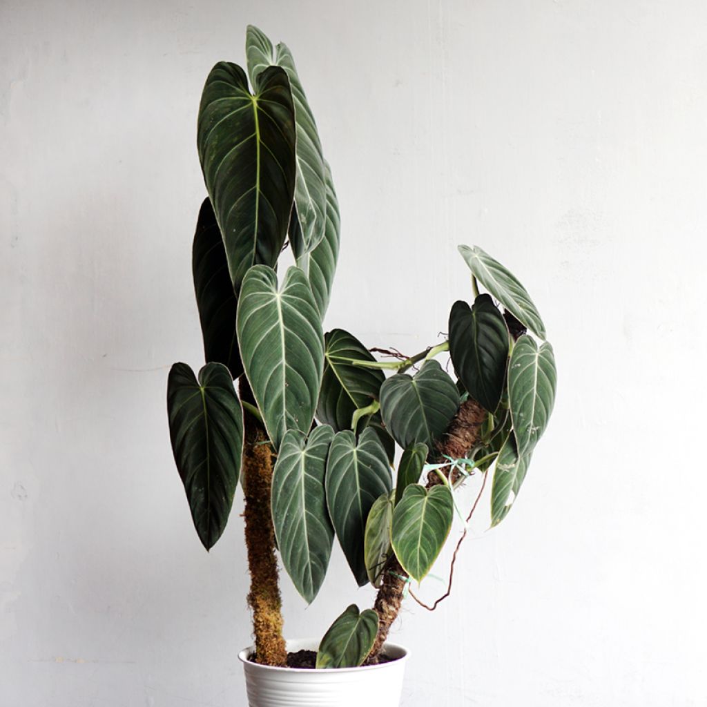 Philodendron melanochrysum