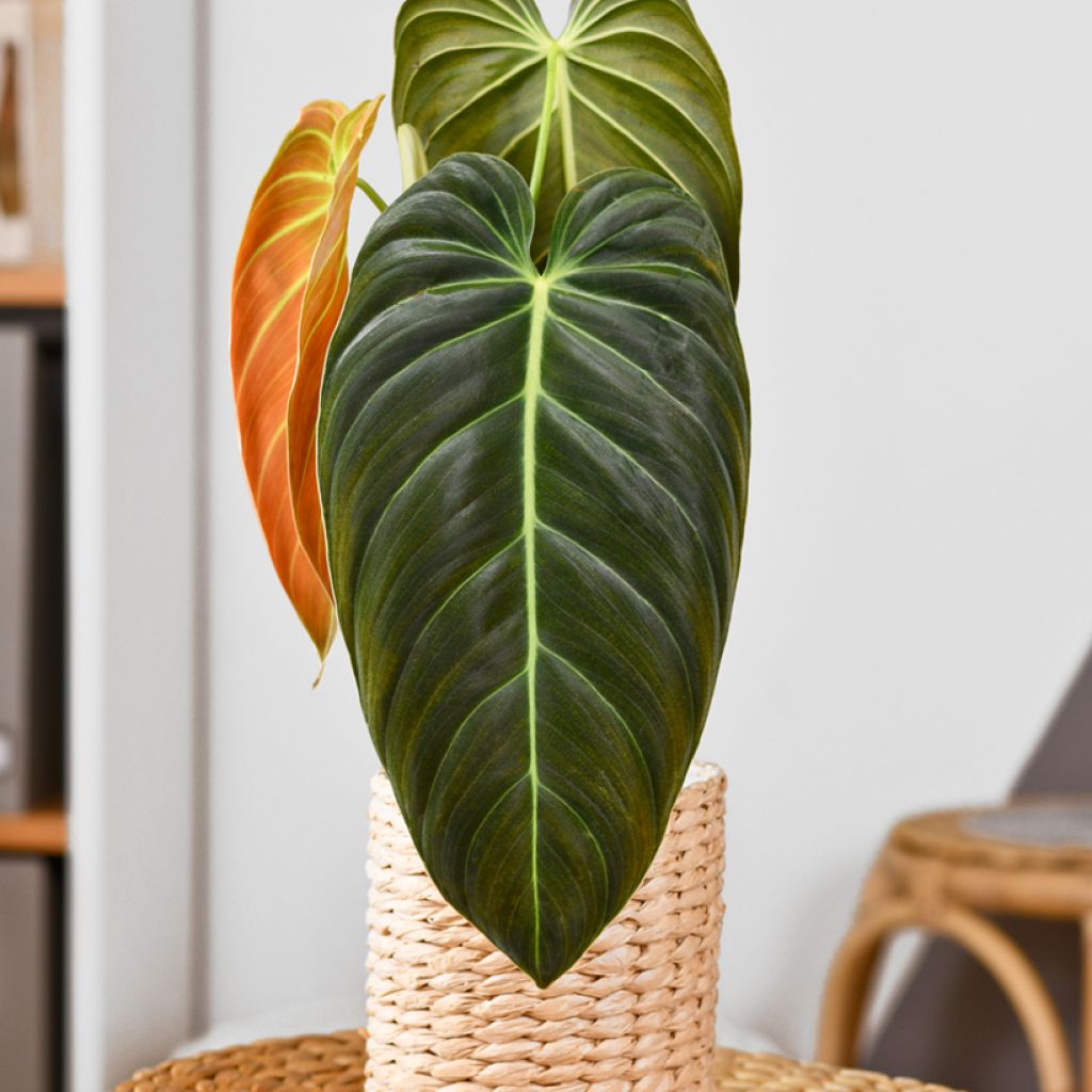 Philodendron melanochrysum