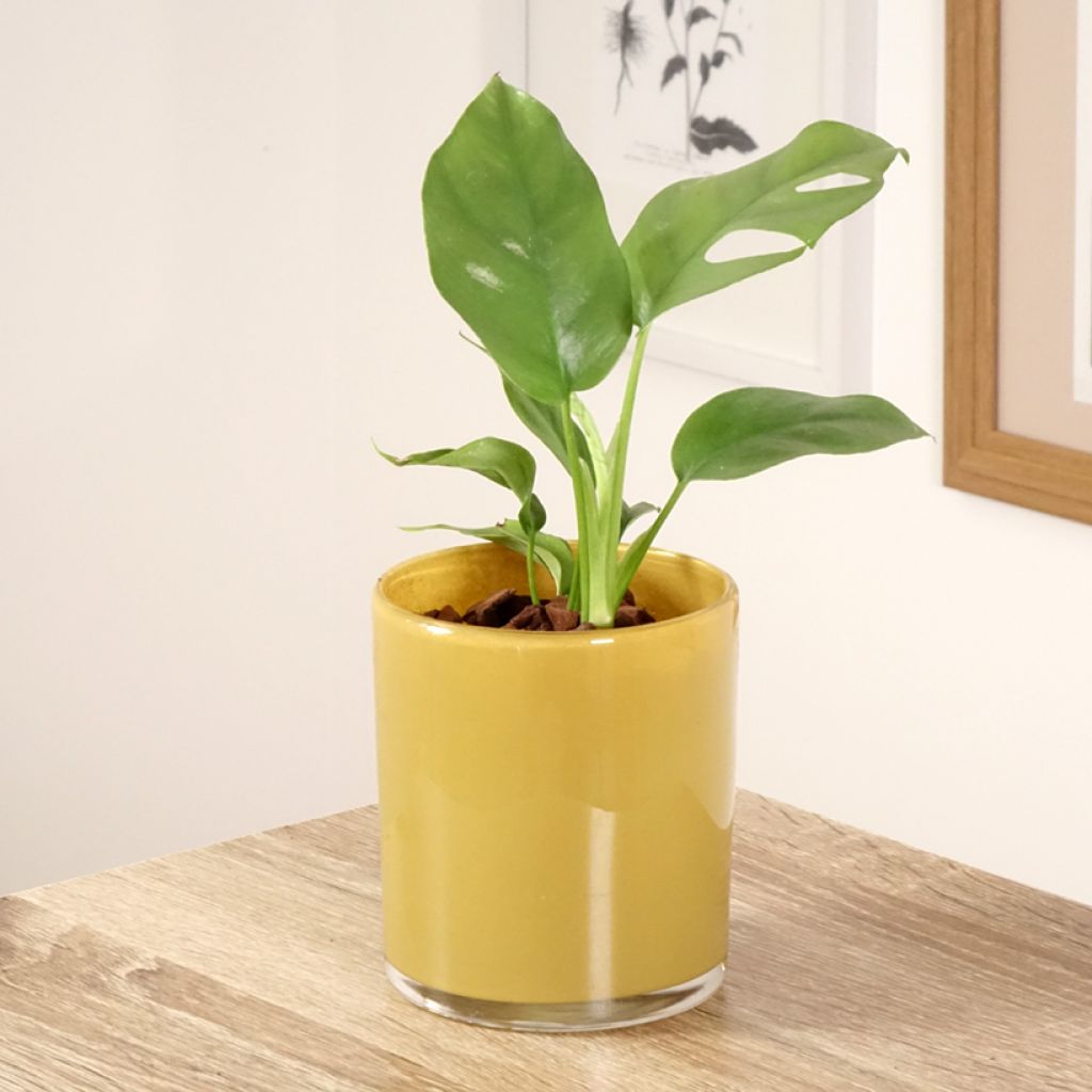 Rhaphidophora tetrasperma - mini-Monstera