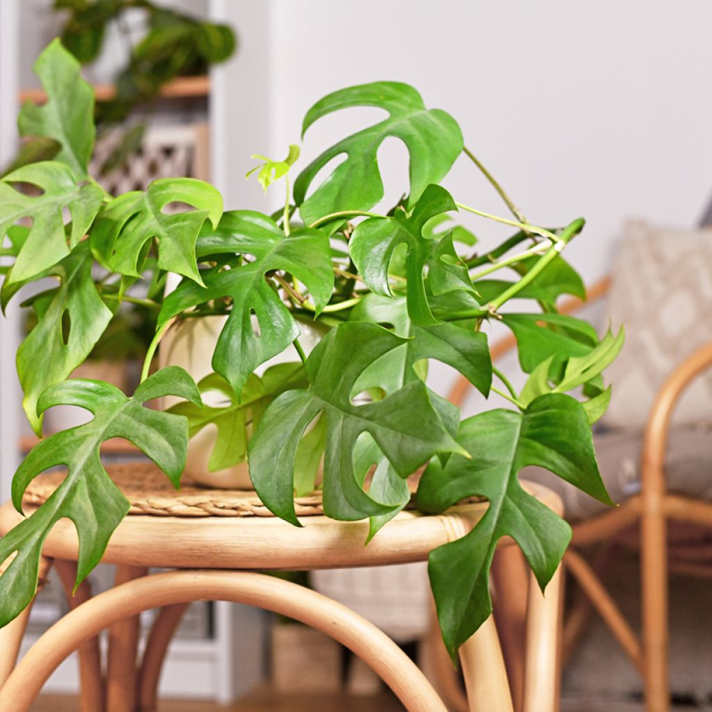 Rhaphidophora tetrasperma - mini-Monstera