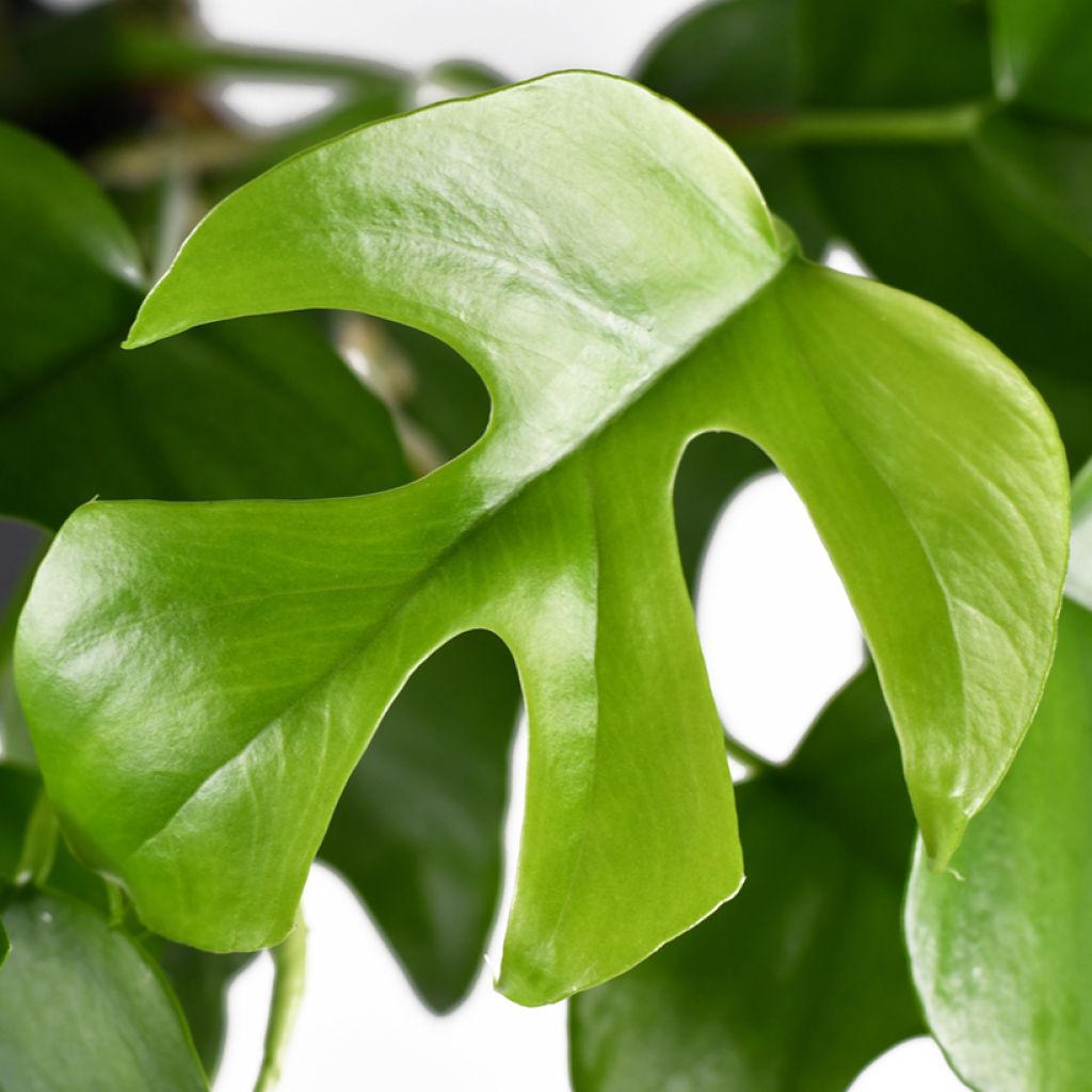 Rhaphidophora tetrasperma - mini-Monstera