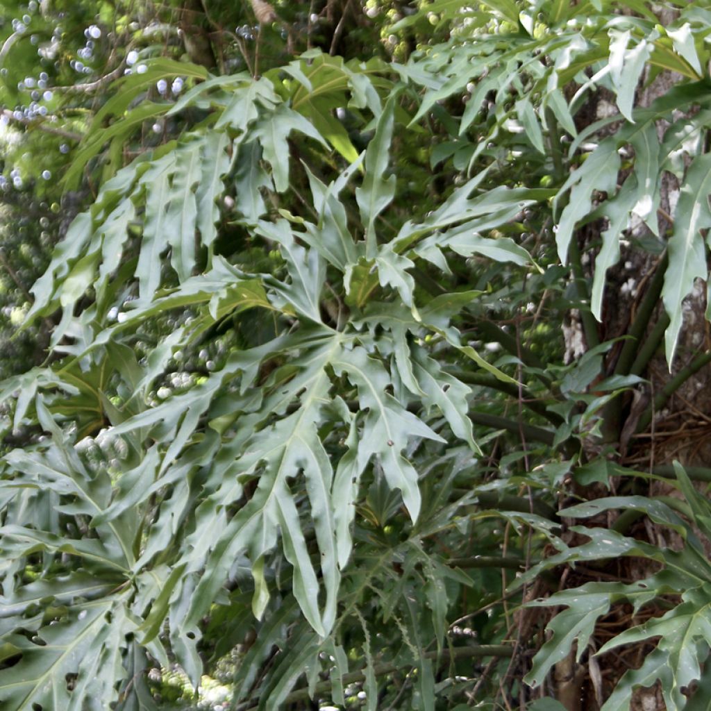 Philodendron radiatum