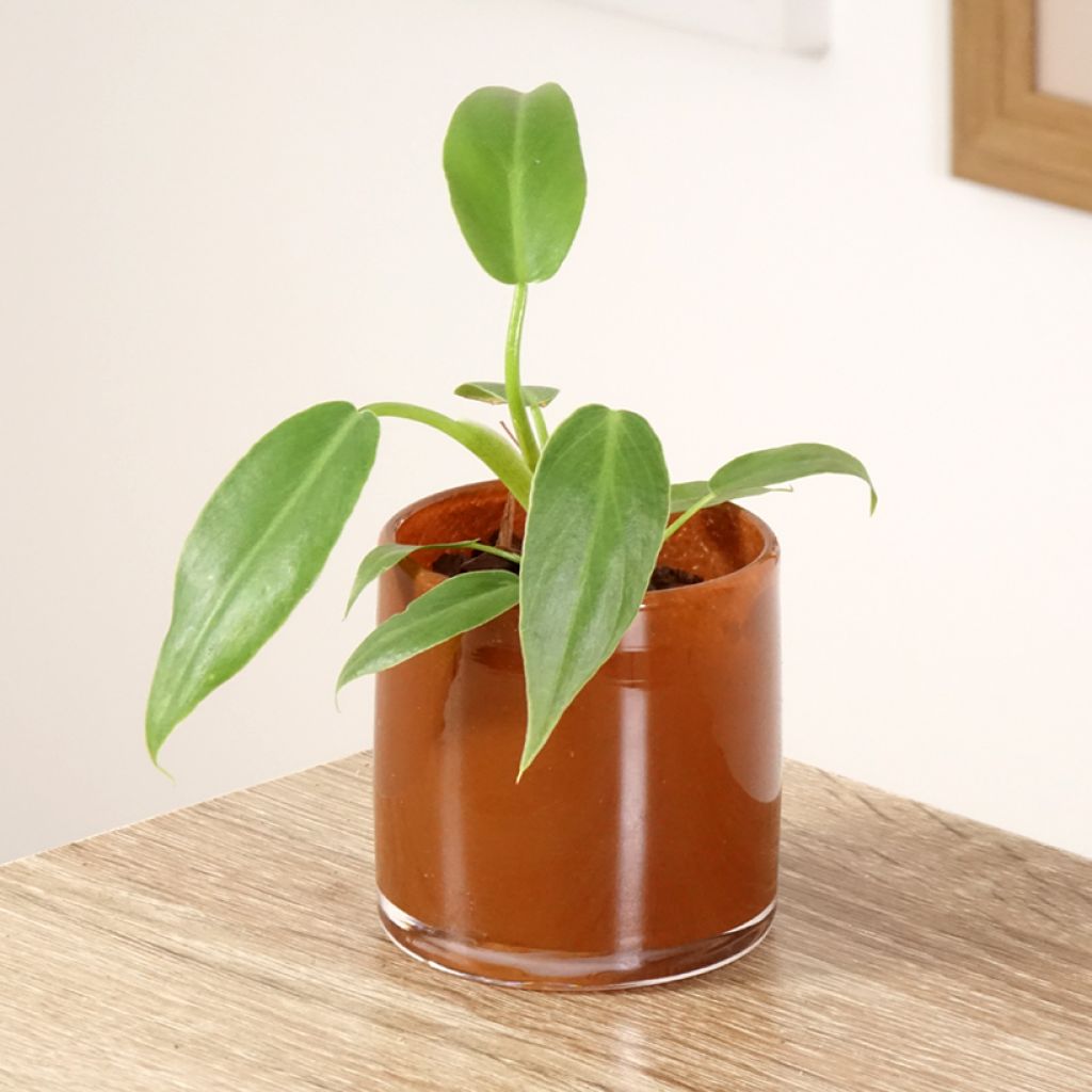 Philodendron radiatum