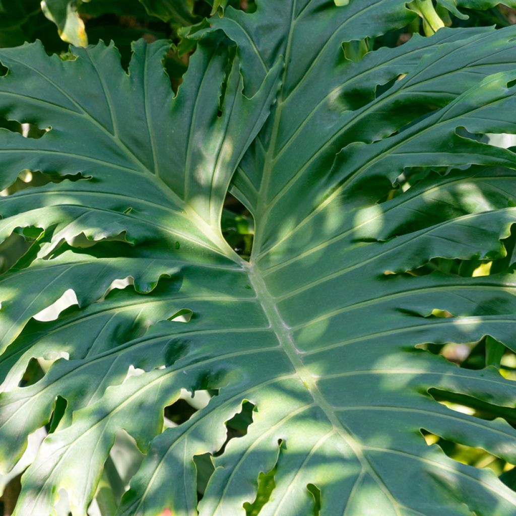 Philodendron radiatum