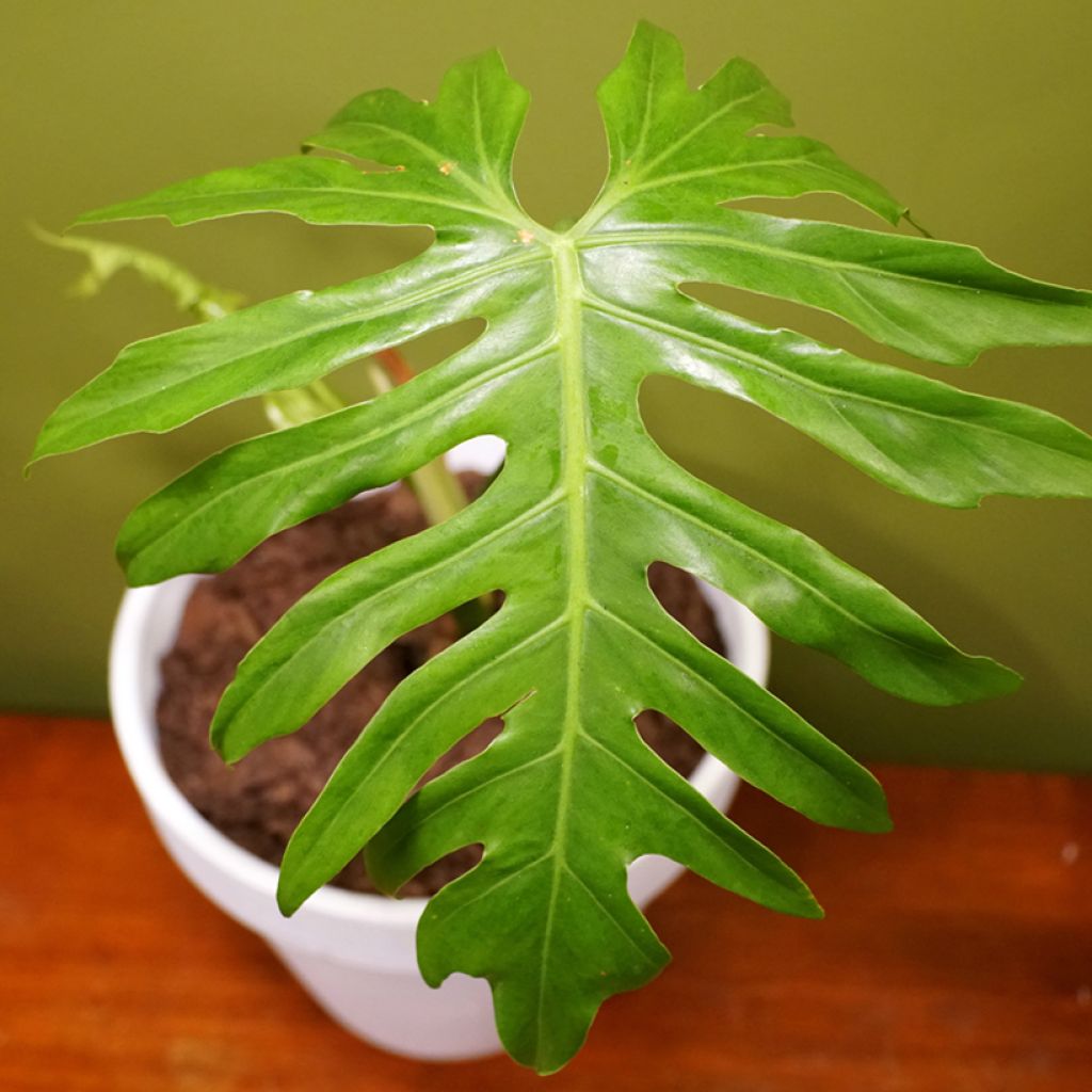 Philodendron radiatum