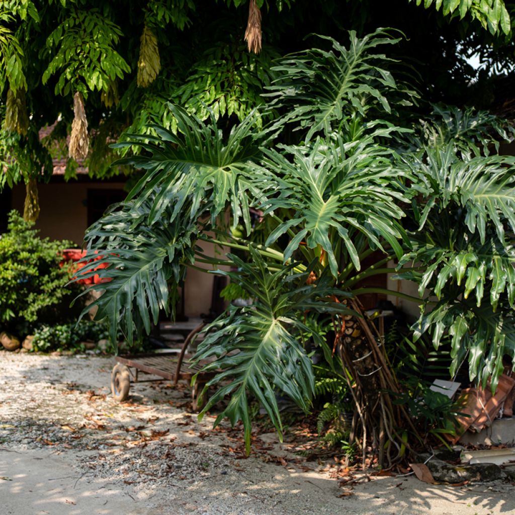 Philodendron radiatum