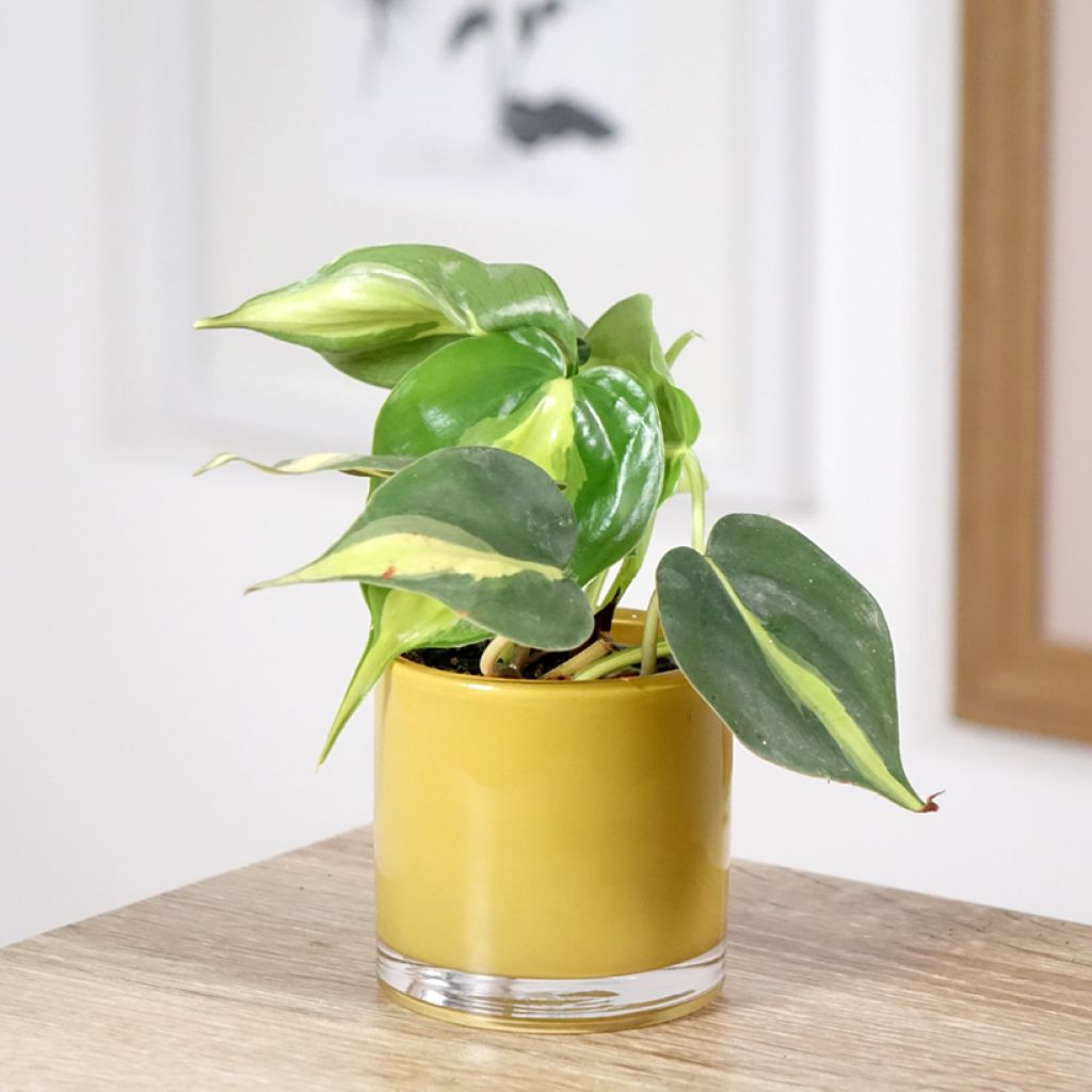 Philodendron Brasil