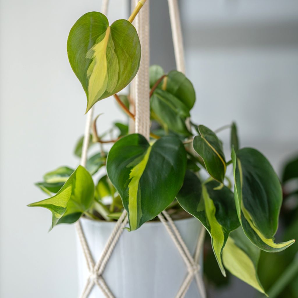 Philodendron Brasil