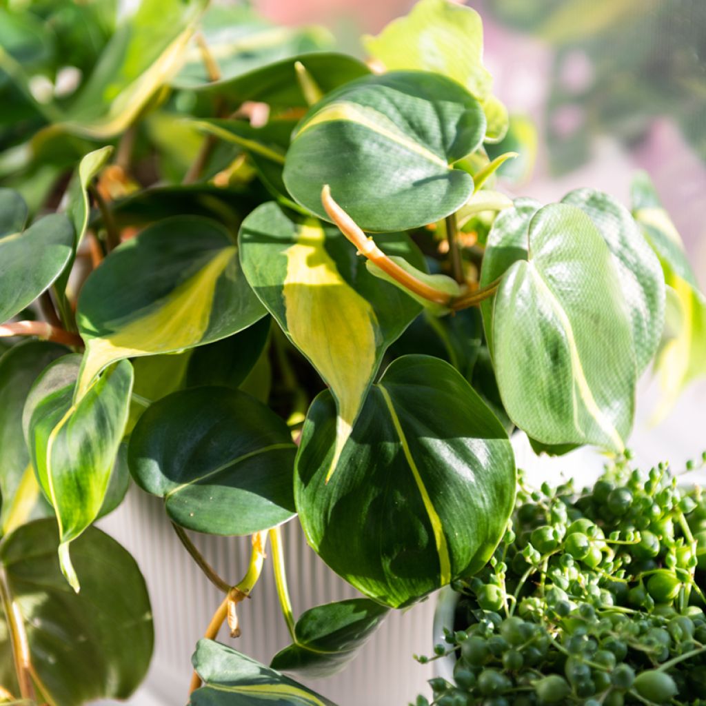 Philodendron Brasil