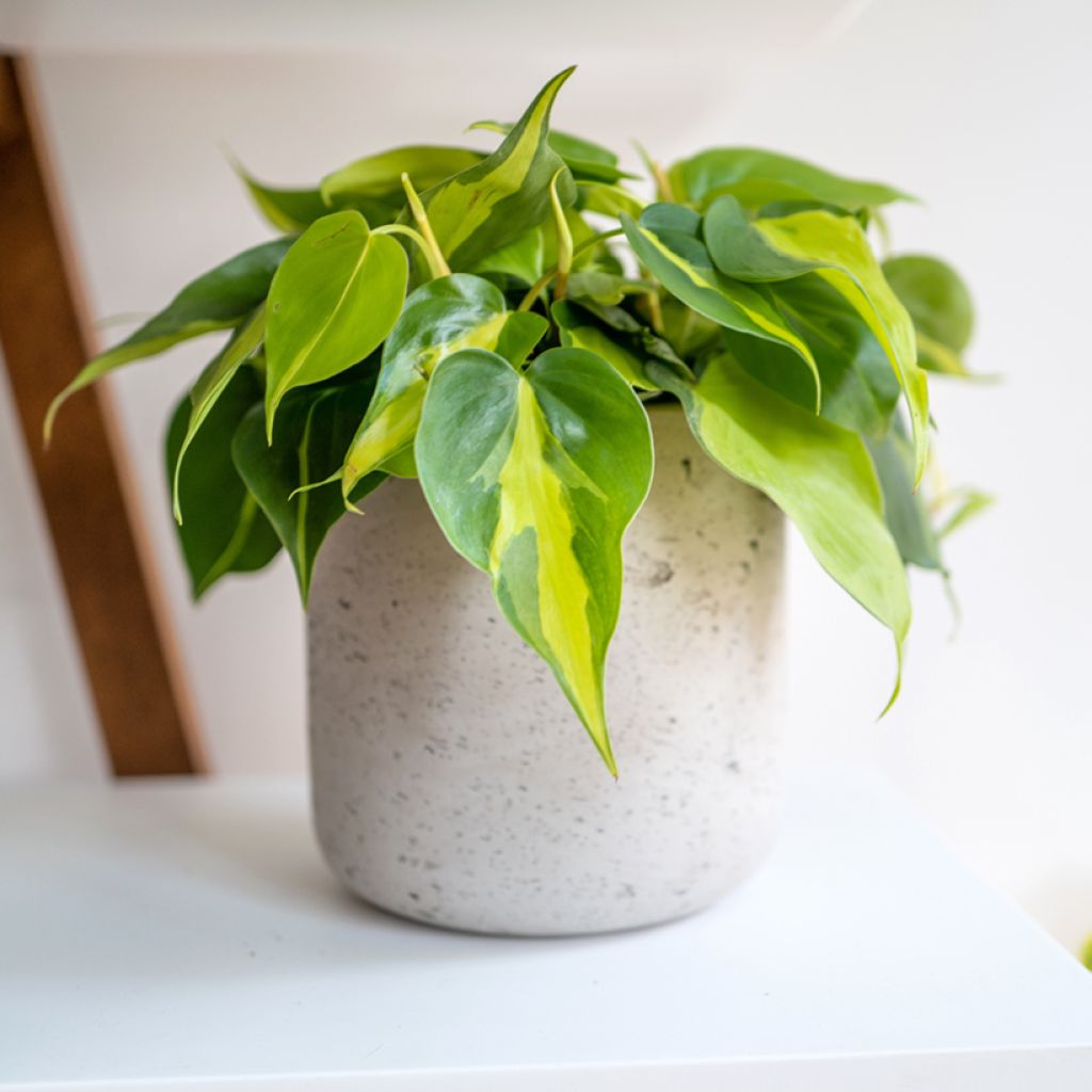 Philodendron Brasil